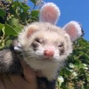 Meet your Posher, Ellanor